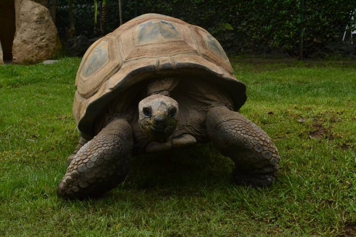 8. Tortuga Isaac. Foto - Zoológico de Morelia (Facebook)