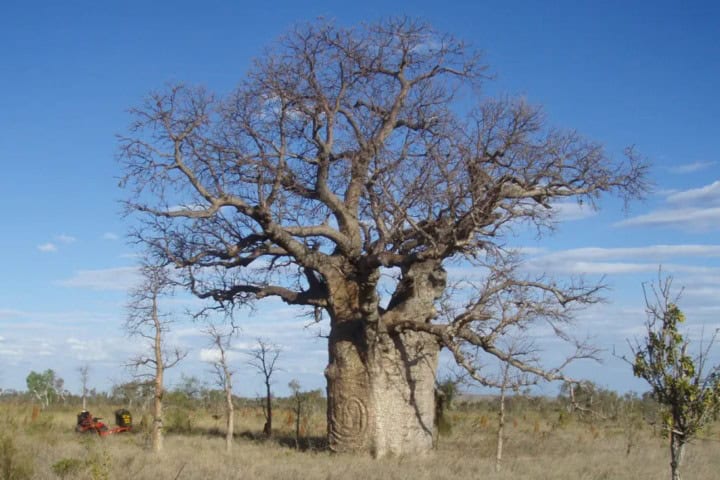 8. Baobab grabado con la imágen de una serpiente, al norte de Australia. Foto - SciencieNews