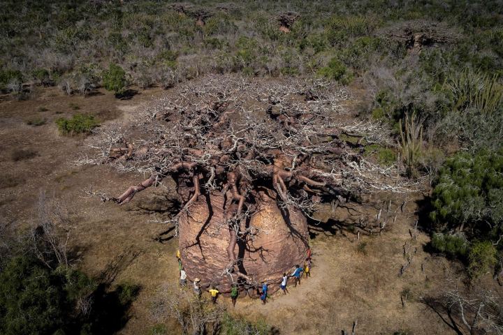9. Baobab Tsitakakoike en Madagascar. Foto - FloraNews