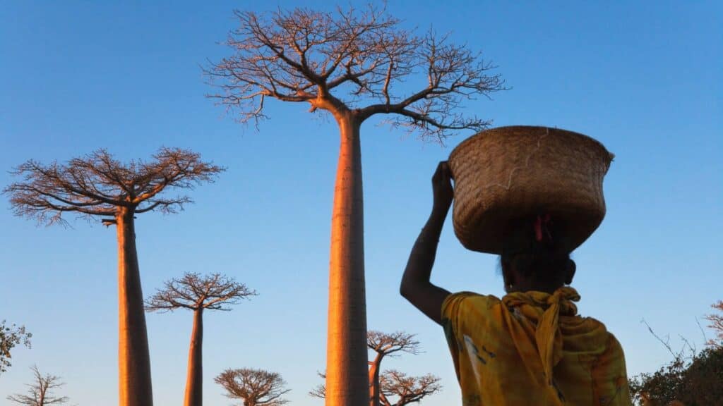 ÁRBOLES BAOBAB EN MADAGASCAR