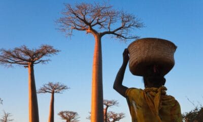 ÁRBOLES BAOBAB EN MADAGASCAR