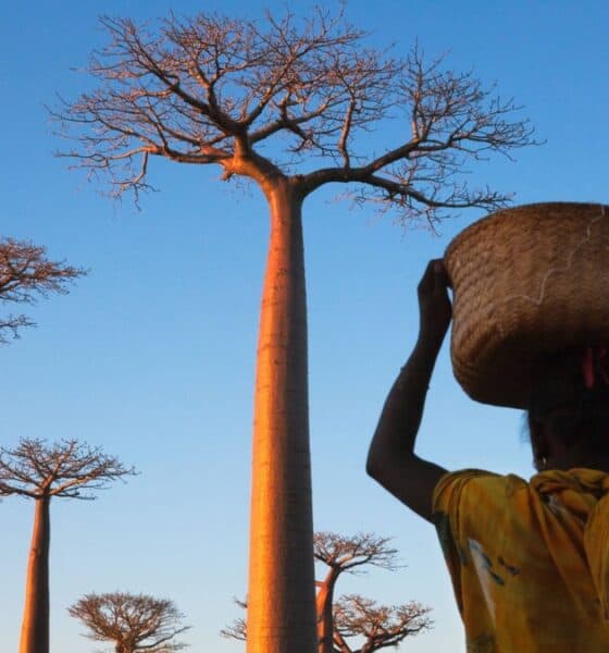 ÁRBOLES BAOBAB EN MADAGASCAR
