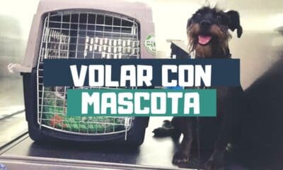 COMO VOLAR CON TU MASCOTA
