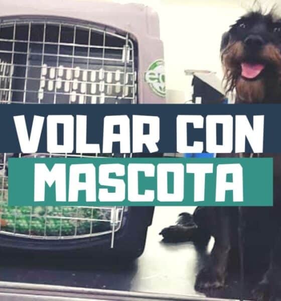 COMO VOLAR CON TU MASCOTA