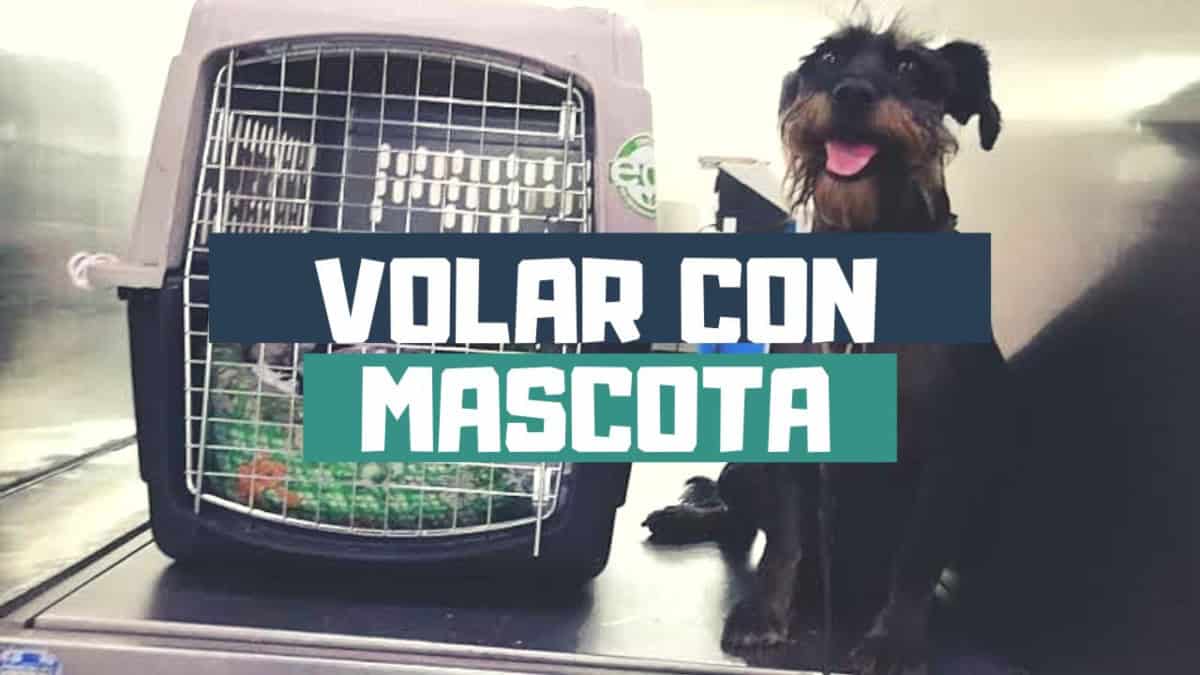 COMO VOLAR CON TU MASCOTA