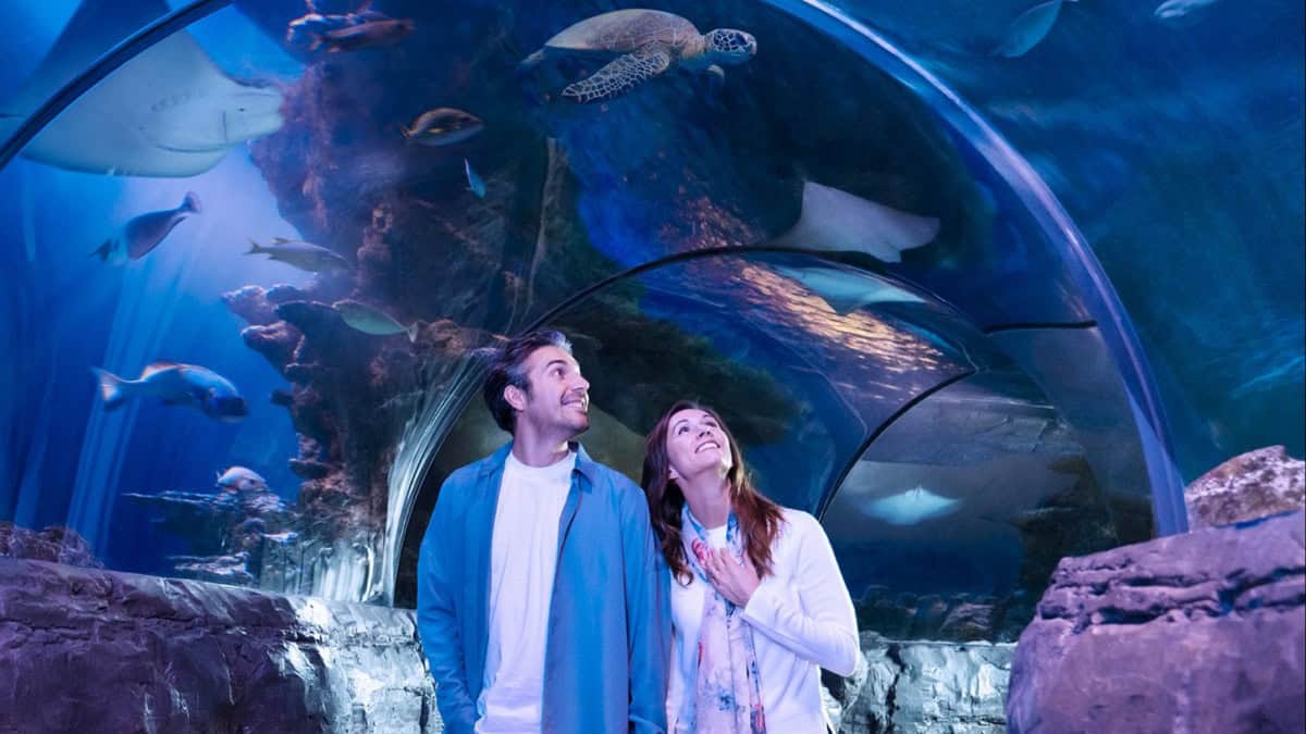 NUEVO ACUARIO DE SEA LIFE EN FLORIDA