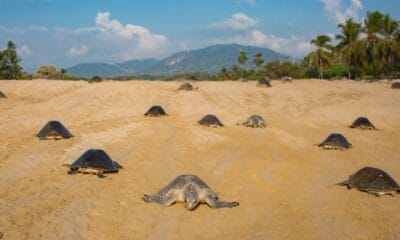 TORTUGAS MARINAS EN MICHOACÁN