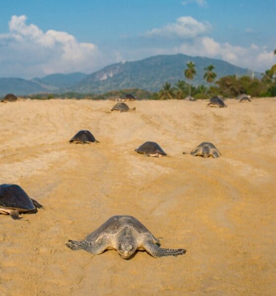 TORTUGAS MARINAS EN MICHOACÁN
