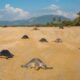 TORTUGAS MARINAS EN MICHOACÁN