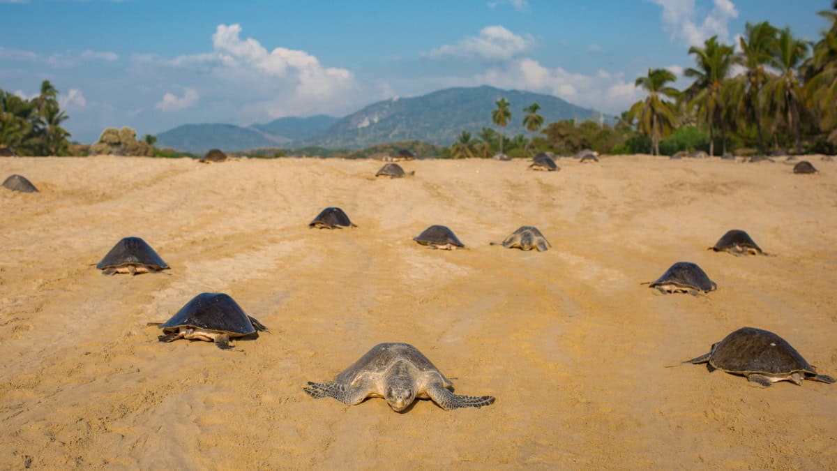 TORTUGAS MARINAS EN MICHOACÁN
