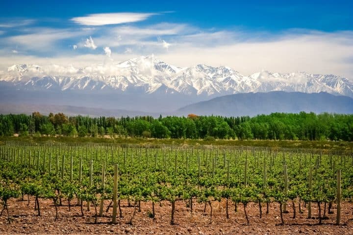 1. Viñedo en Mendoza. Foto - Archivo Visit Argentina