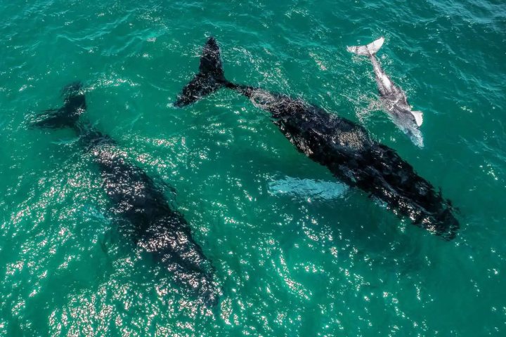 1. Avistamiento de ballenas en Panamá. Foto - Pacific Adventure Tours