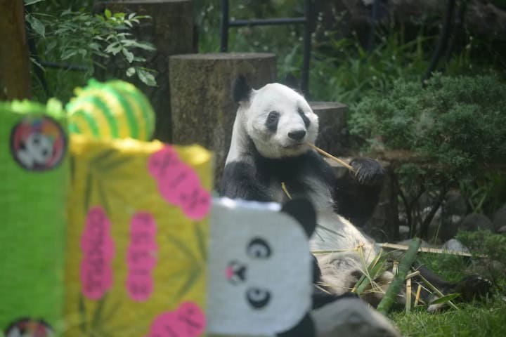 1. Xin Xin durante su cumpleaños número 33. Foto - Alamy