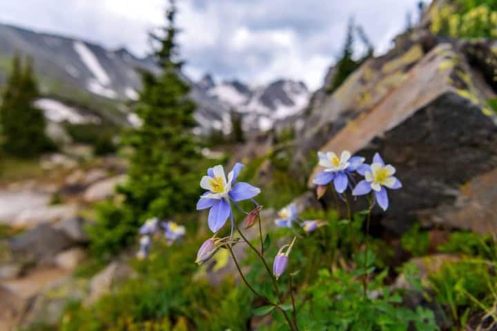 1. Flores Columbine junto al sendero del glaciar Isabelle en Indian Peaks Wilderness, Colorado. Foto - Alamy