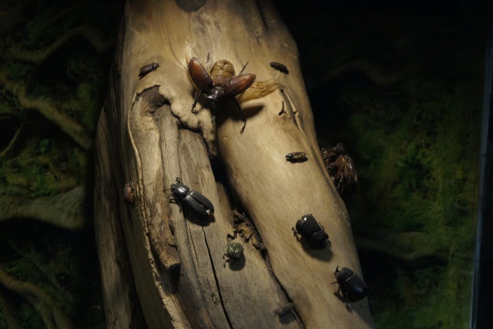 11. Escarabajos en el Insectario. Foto - Gus Espinosa