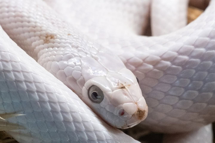 12. Serpiente del Herpetario. Foto - Zoo Aventuras (Facebook)