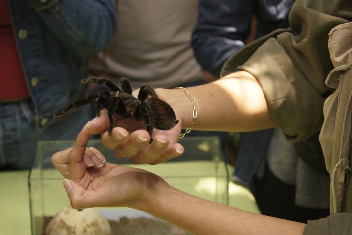 17. Experiencia con tarántula por Zoo Aventuras. Foto - Gus Espinosa