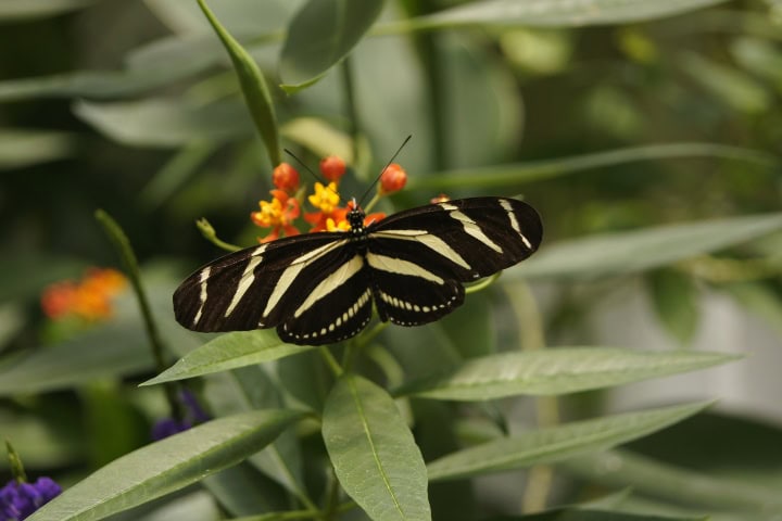 18. Mariposa en el Mariposario. Foto - Gus Espinosa