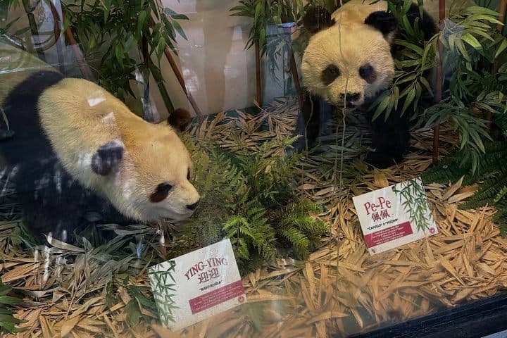 2. Figuras de Pe Pe y Ying Ying, la pareja de pandas regaladas a México. Foto - @david.rivera_s (Instagram)