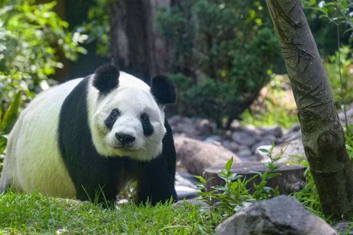 3. Xin Xin, la panda gigante de México. Foto - Alamy