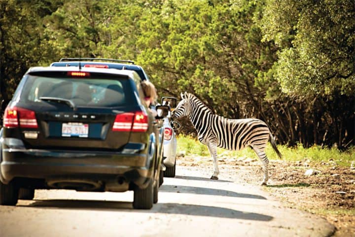 4. Natural Bridge Wildlife Ranch. Foto - The Austin Chronicle