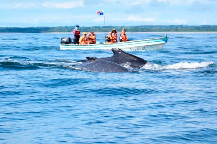 5. Avistamiento de ballenas en Panama. Foto - Central America