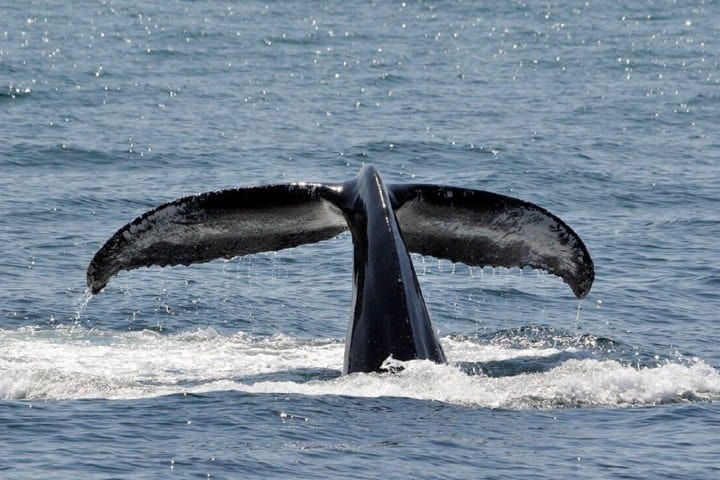 7. Avistamiento de ballenas jorobadas. Foto - Boca Brava Adventures