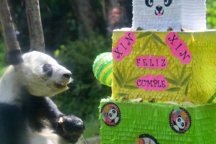9. Xin Xin sonriendo en su cumpleaños número 33. Foto - Alamy