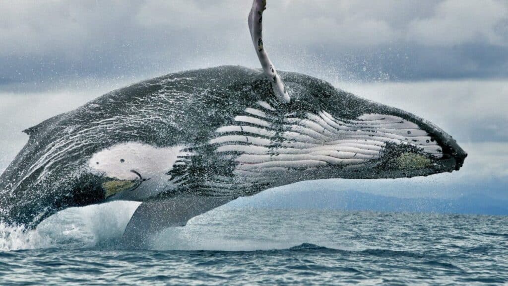 AVISTAMIENTO DE BALLENAS EN PANAMÁ