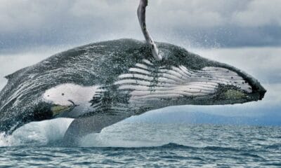 AVISTAMIENTO DE BALLENAS EN PANAMÁ