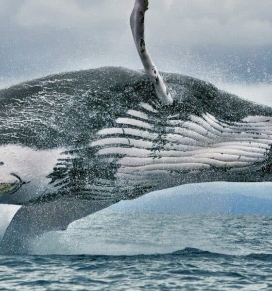 AVISTAMIENTO DE BALLENAS EN PANAMÁ