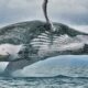 AVISTAMIENTO DE BALLENAS EN PANAMÁ
