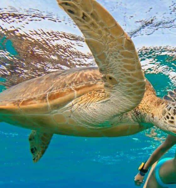 PORTADA tortugas marinas