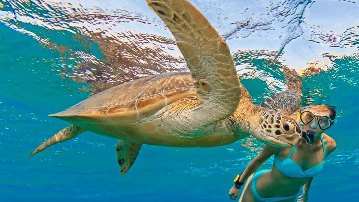 PORTADA tortugas marinas