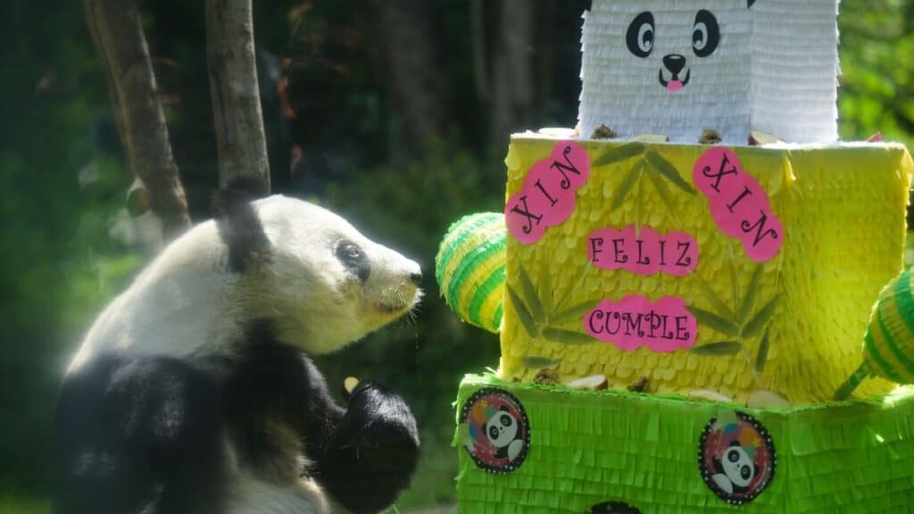 XIN XIN, LA PANDA GIGANTE DE CHAPULTEPEC, CUMPLE 35 AÑOS