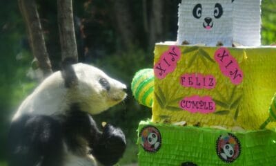 XIN XIN, LA PANDA GIGANTE DE CHAPULTEPEC, CUMPLE 35 AÑOS