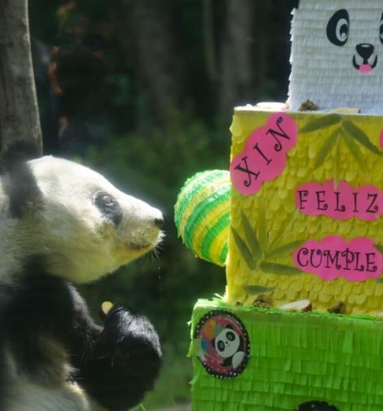 XIN XIN, LA PANDA GIGANTE DE CHAPULTEPEC, CUMPLE 35 AÑOS