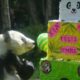 XIN XIN, LA PANDA GIGANTE DE CHAPULTEPEC, CUMPLE 35 AÑOS