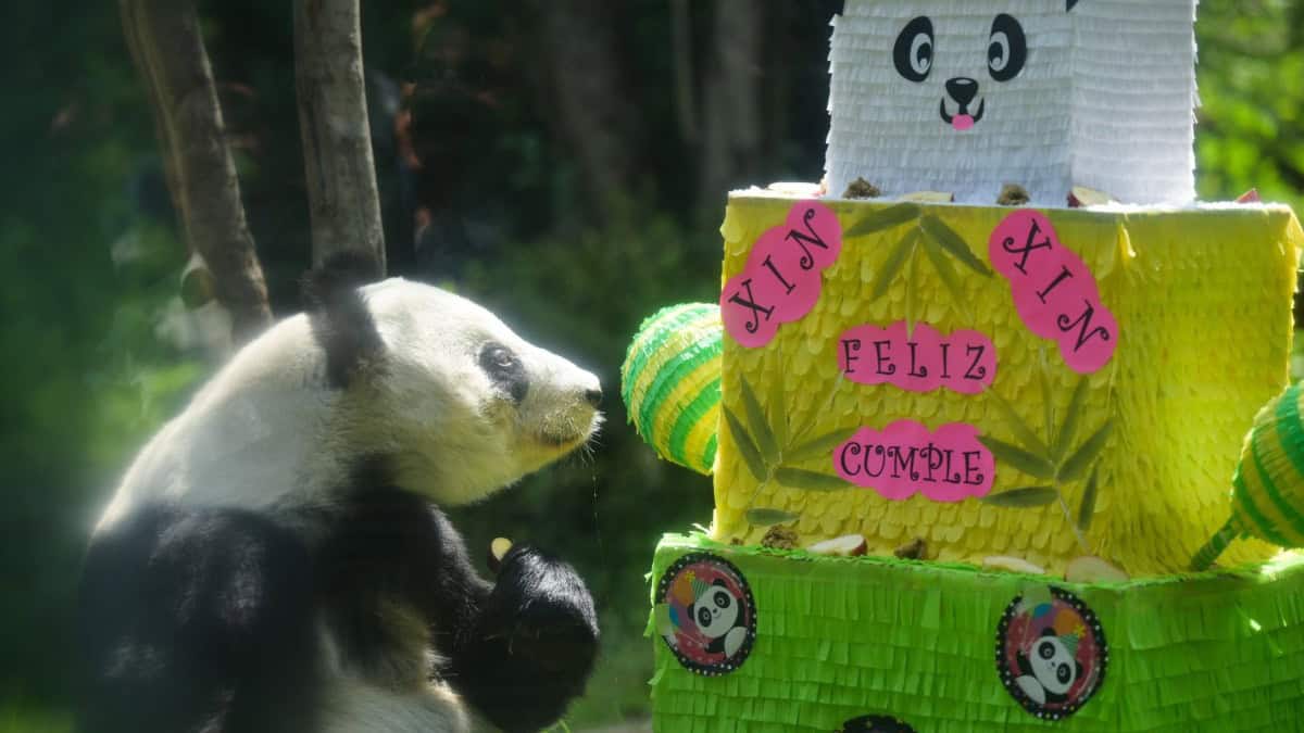 XIN XIN, LA PANDA GIGANTE DE CHAPULTEPEC, CUMPLE 35 AÑOS