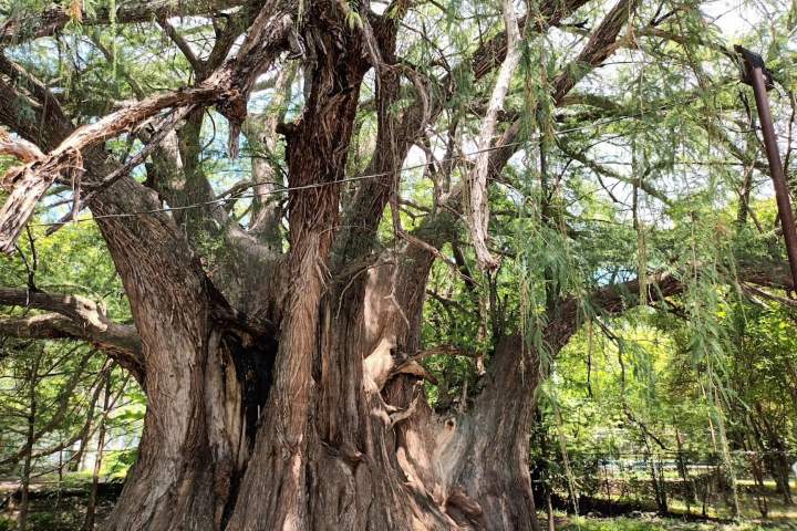 10. El Árbol Milenario. Foto - Rehiletes