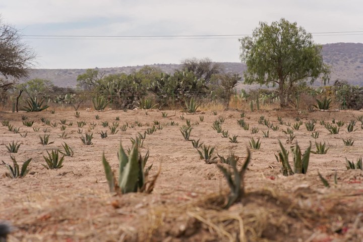 12. Campo de agave. Foto - Turismo San Luis de la Paz (Facebook)