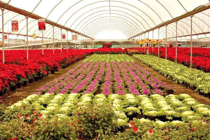 3. Vivero en Atlixco. Foto - Villa Iluminada (Facebook)