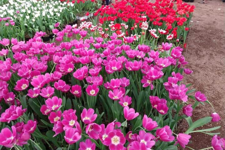 4. Flores en Vivero El Encanto. Foto - Vivero El Encanto (Facebook)