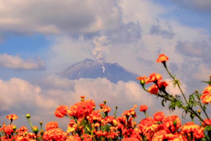 5. Campor de flores. Foto - Poblanerías (Facebook)