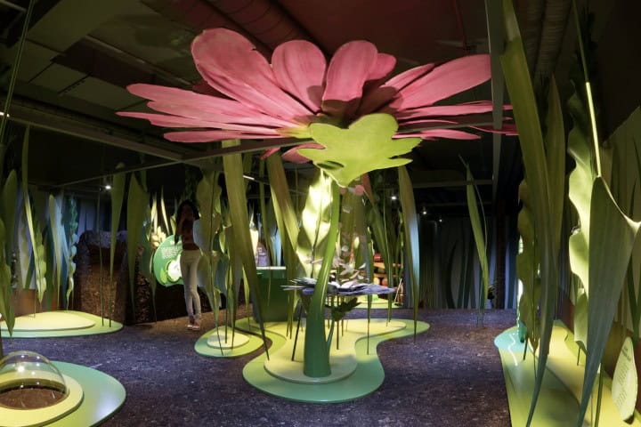 5. Hormigas en acción en el Museo de la Imaginación. Foto - Museu da Imaginação