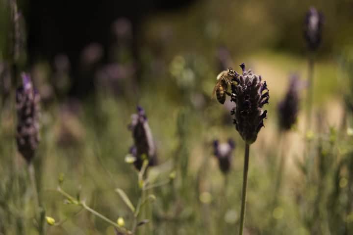 5. Abeja en flor de lavanda. Foto - Gus Espinosa