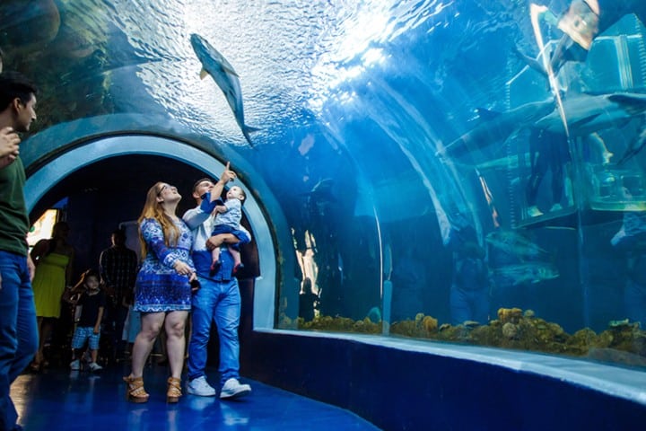 6. Acuario de Veracruz. Foto - Acuario de Veracruz (Sitio Oficial) (Facebook)