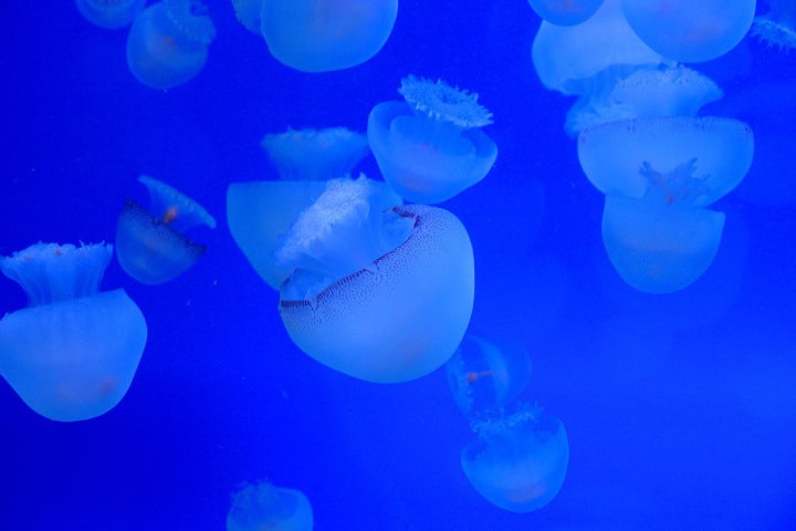 7. Medusas en el Acuario de Veracruz. Foto - monchor1 (Flickr)