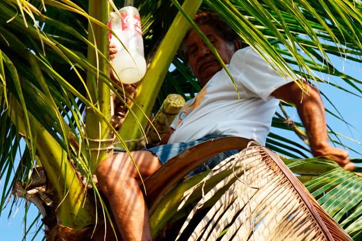 7. Tubero recolector de tuba trepando palmera. Foto - Blog Sección Amarilla