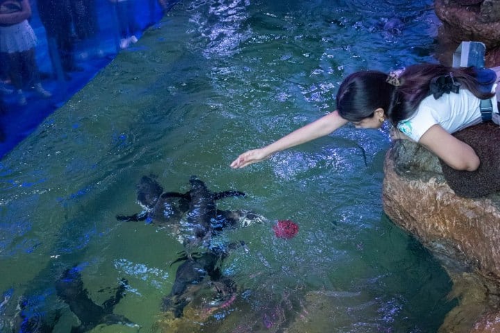 8. Experiencia de contacto con pingüinos. Foto - @aquariumpver (Instagram)